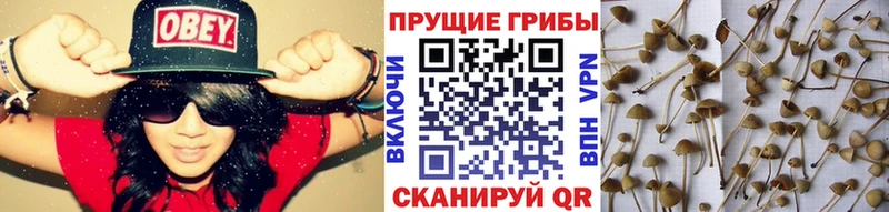 Псилоцибиновые грибы Psilocybine cubensis  kraken ONION  Дудинка  как найти закладки 